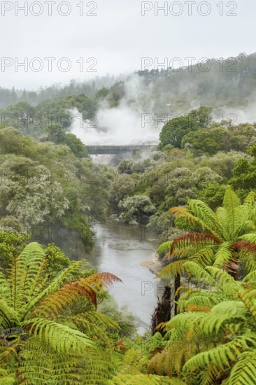 Scenery around the Geothermal Valley Te Puia in New Zealand