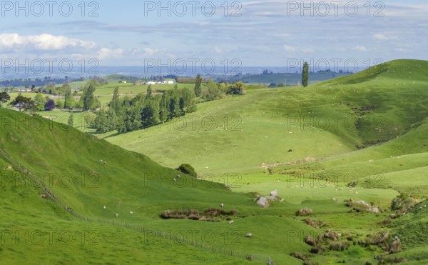 Idyllic rural scenery at the Waikato region at the North Island of New Zealand