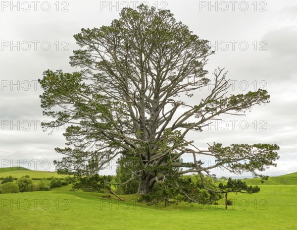 Huge old tree in idyllic green ambiance