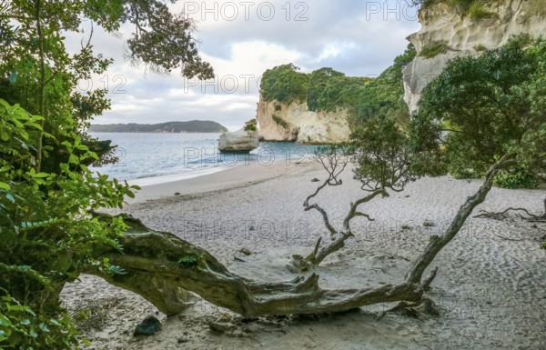 Coastal area named Cathedral Cove in the southern part of Mercury Bay on the Coromandel Peninsula at the North Island of New Zealand