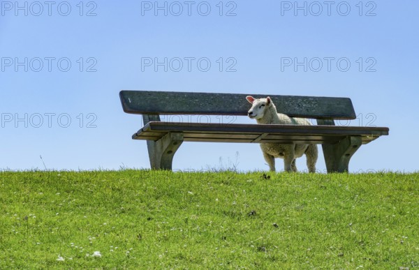 Sheep around a bench on a levee in sunny ambiance seen in Northern Germany