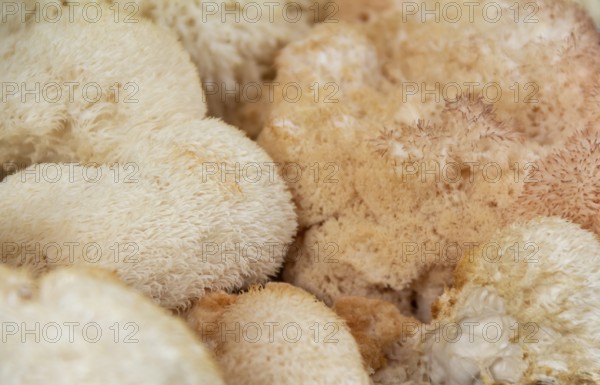Full frame picture showing lots of monkey head mushrooms