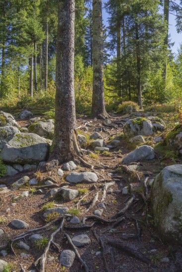 Forest scenery around the Vologne river near Gerardmer in the Vosges Mountains