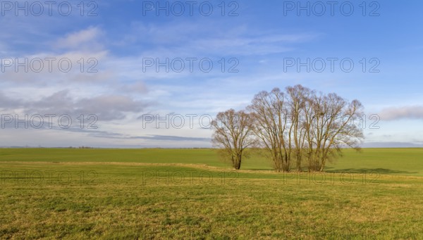 Idyllic rural scenery with meadow and trees in Hohenlohe, an area in Southern Germany at winter time