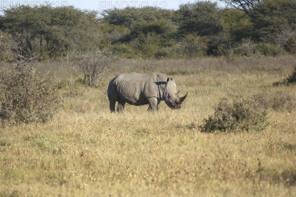 A White rhinoceros in South Africa