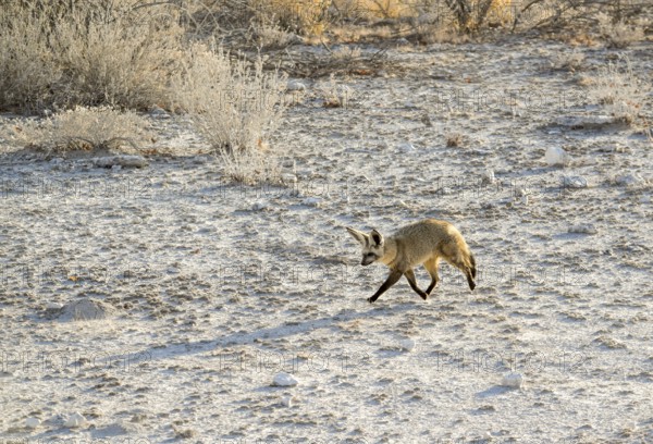Walking Jackal in Namibia in savanna ambiance at evening time