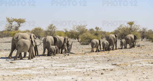 Sunny arid savannah scenery including a group of african bush elephants walking in a row seen in Namibia