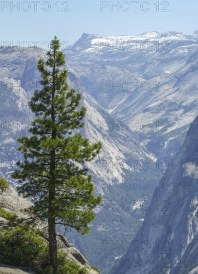 Fir tree and aerial view at the Yosemite National Park in California, USA