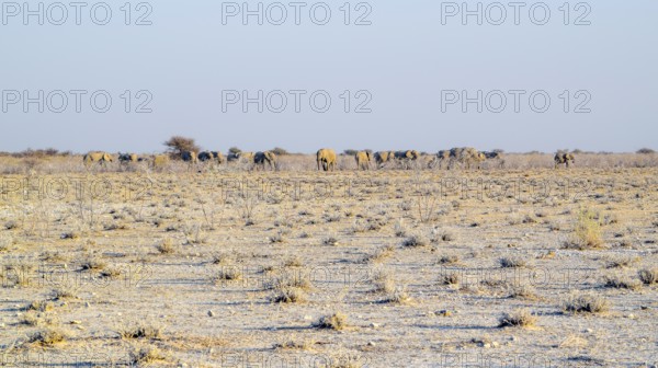 Sandy savanna scenery seen in Namibia