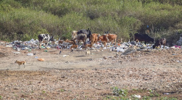 A garbage dump with some cattle and dogs seen in Sri Lanka