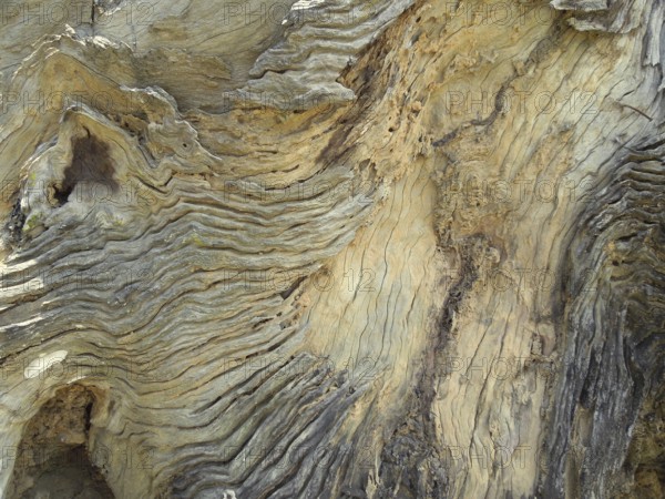 Full frame abstract weathered burl wood surface