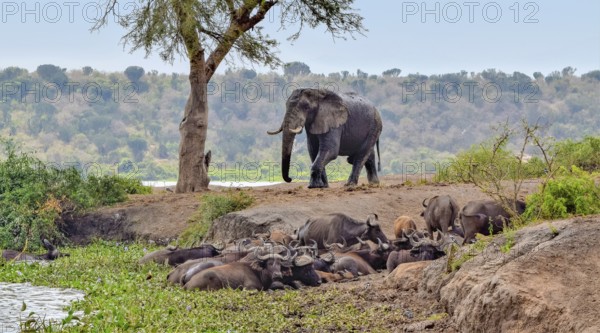 Group of resting african buffalos and a elephant seen at the Queen Elizabeth National Park in Uganda