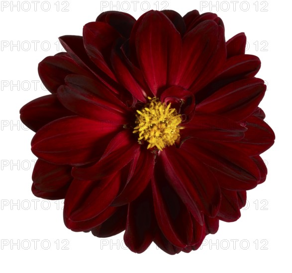 Dark red flower head in white back
