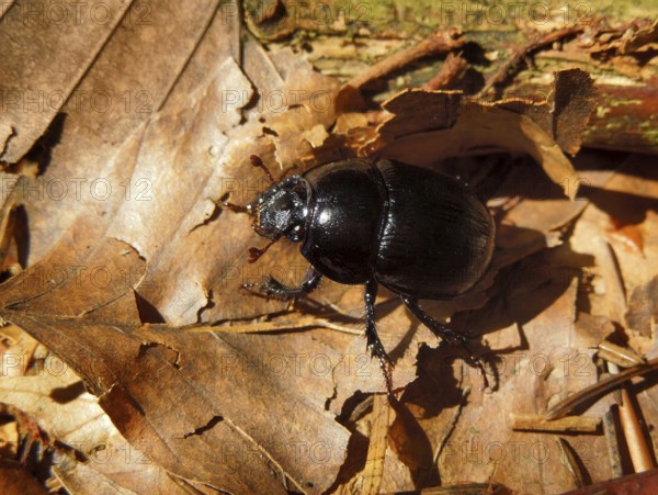 A dor beetle in natural ambiance