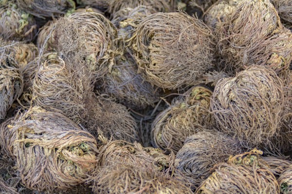 Full frame picture showing lots of dry rose of jericho plants