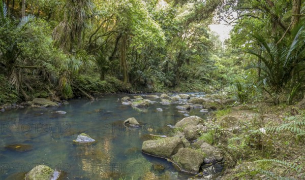Natural scenery around Whangarei Falls in New Zealand