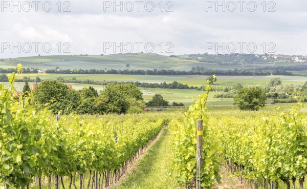 Winegrowing scenery around Loerzweiler in the Rhineland-Palatinate in Germany at spring time