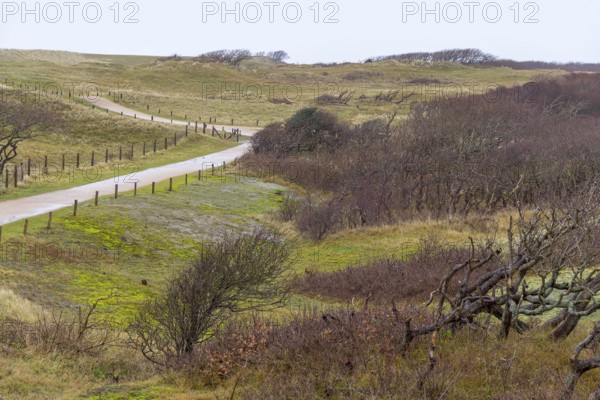 Overgrown coastal scenery with footpath at the North Sea near Domburg in Walcheren in the dutch province of Zeeland