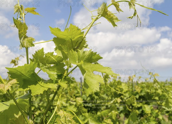 Sunny illuminated grapevine plant detail at spring time