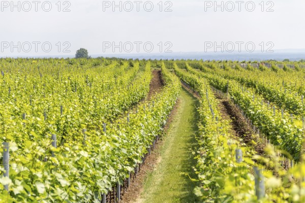 Winegrowing scenery around Loerzweiler in the Rhineland-Palatinate in Germany at spring time