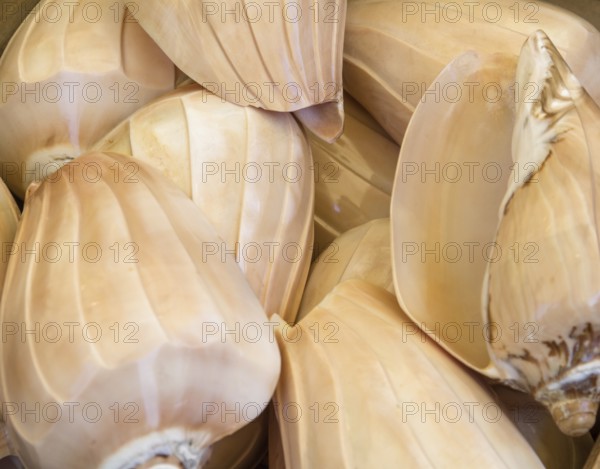 Full frame background showing some aquatic snail shells