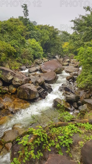 Natural waterside scenery seen in Sri Lanka