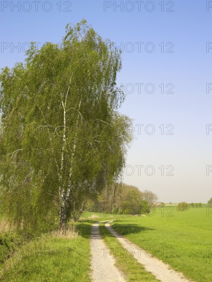 Idyllic rural landscape at spring time in Hohenlohe Germany