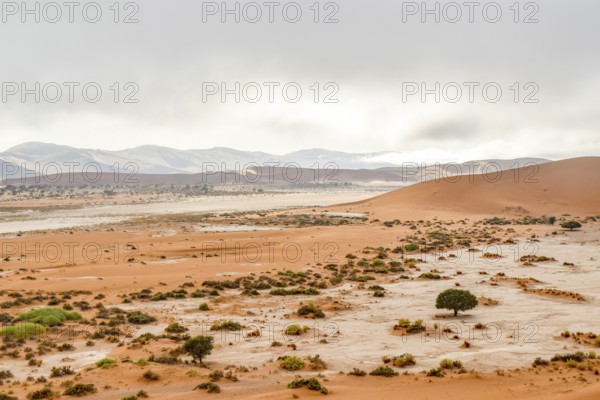 Sandy savanna scenery seen in Namibia