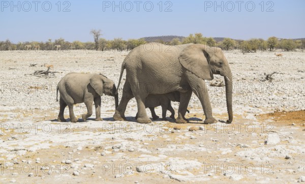 Sunny arid savannah scenery including a walking family of african bush elephants seen in Namibia