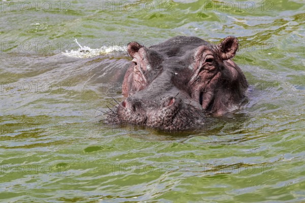 Swimming hippo portrait seen at the Queen Elizabeth National Park in Uganda