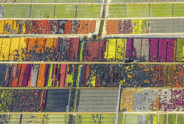 Aerial view, colourful flowers in the horticultural farm In der Hött, shapes and colours, Flehe, Düsseldorf, Ruhr area, North Rhine-Westphalia, Germany, DE, Europe, plants, aerial view, aerial photography, aerial photography, plants, overview, bird's eye view, birds-eyes view, graphic shapes, overview