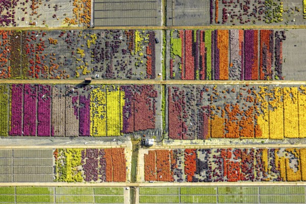 Aerial view, colourful flowers in the horticultural farm In der Hött, shapes and colours, Flehe, Düsseldorf, Ruhr area, North Rhine-Westphalia, Germany, DE, Europe, plants, aerial view, aerial photography, aerial photography, plants, overview, bird's eye view, birds-eyes view, graphic shapes, overview