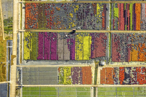 Aerial view, colourful flowers in the horticultural farm In der Hött, shapes and colours, Flehe, Düsseldorf, Ruhr area, North Rhine-Westphalia, Germany, DE, Europe, plants, aerial view, aerial photography, aerial photography, plants, overview, bird's eye view, birds-eyes view, graphic shapes, overview