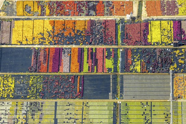 Aerial view, colourful flowers in the horticultural farm In der Hött, shapes and colours, Flehe, Düsseldorf, Ruhr area, North Rhine-Westphalia, Germany, DE, Europe, plants, aerial view, aerial photography, aerial photography, plants, overview, bird's eye view, birds-eyes view, graphic shapes, overview