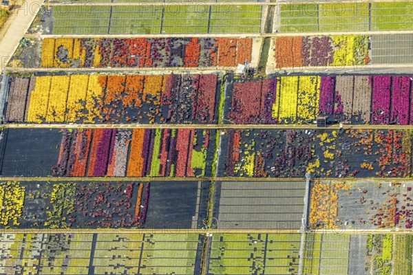 Aerial view, colourful flowers in the horticultural farm In der Hött, shapes and colours, Flehe, Düsseldorf, Ruhr area, North Rhine-Westphalia, Germany, DE, Europe, plants, aerial view, aerial photography, aerial photography, plants, overview, bird's eye view, birds-eyes view, graphic shapes, overview