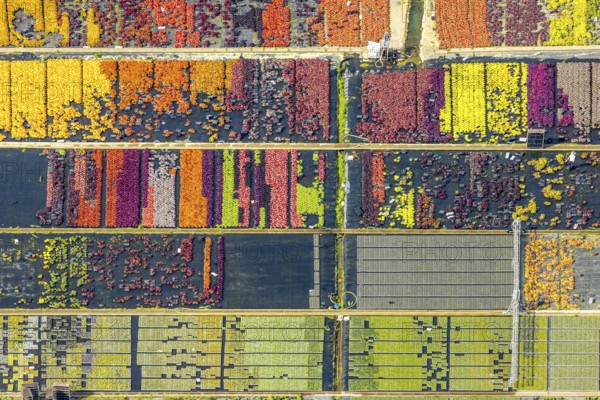 Aerial view, colourful flowers in the horticultural farm In der Hött, shapes and colours, Flehe, Düsseldorf, Ruhr area, North Rhine-Westphalia, Germany, DE, Europe, plants, aerial view, aerial photography, aerial photography, plants, overview, bird's eye view, birds-eyes view, graphic shapes, overview