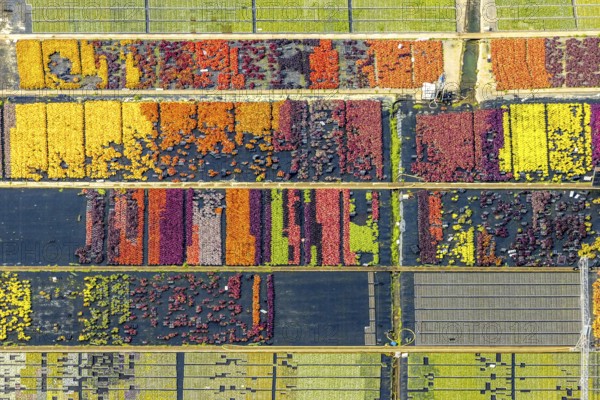 Aerial view, colourful flowers in the horticultural farm In der Hött, shapes and colours, Flehe, Düsseldorf, Ruhr area, North Rhine-Westphalia, Germany, DE, Europe, plants, aerial view, aerial photography, aerial photography, plants, overview, bird's eye view, birds-eyes view, graphic shapes, overview