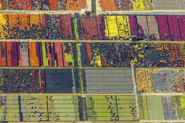 Aerial view, colourful flowers in the horticultural farm In der Hött, shapes and colours, Flehe, Düsseldorf, Ruhr area, North Rhine-Westphalia, Germany, DE, Europe, plants, aerial view, aerial photography, aerial photography, plants, overview, bird's eye view, birds-eyes view, graphic shapes, overview