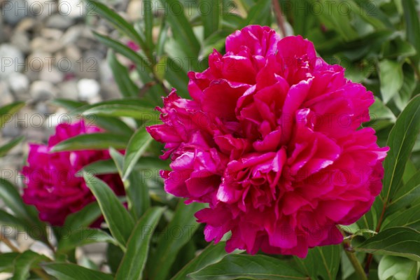 Peony blossoms (Paeonia), lush, fragrant flowers, native garden, Germany