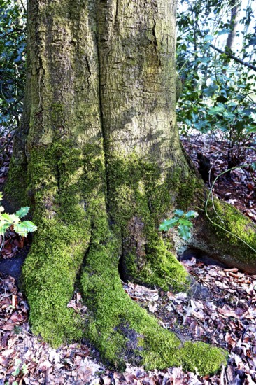 European beech (Fagus sylvatica), overgrown trunk, deciduous tree, Stikelkamper Forest, East Frisia, Germany