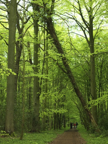 Forest path, walking path, walker, spring, fallen tree, Neuenburg primeval forest, landscape conservation area, Friesland, Lower Saxony, Germany, Niedersachsen, Germany