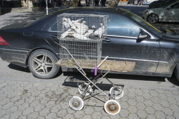 Pigeons in a cage on a converted pram in front of a black car on the street, pigeons for sale, Gyumri, Gyumri, Shirak province, Armenia