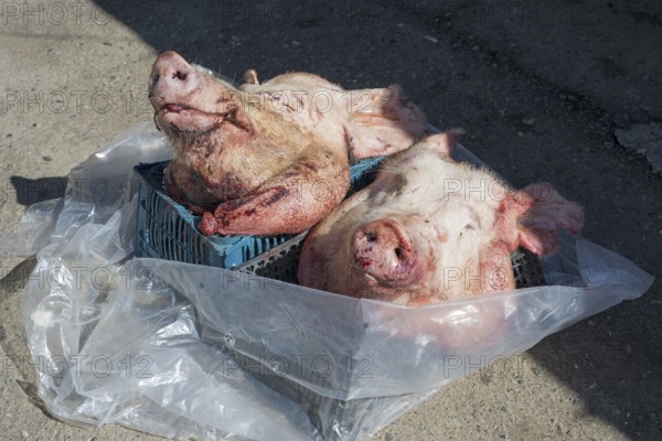 Two raw pig heads lying in the sun in a street market, Gyumri, Gyumri, Gyumri, Shirak province, Armenia
