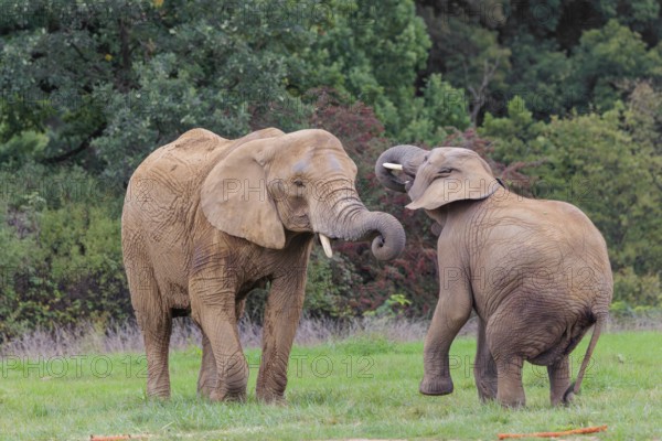 An adult female African elephant (Loxodonta africana) wrestles with her male calf on a meadow at the edge of a forest. Captive