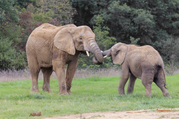 An adult female African elephant (Loxodonta africana) wrestles with her male calf on a meadow at the edge of a forest. Captive