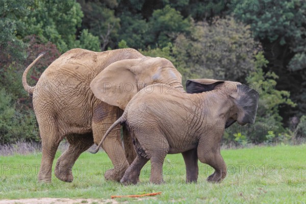 An adult female African elephant (Loxodonta africana) wrestles with her male calf until it falls in the meadow at the edge of the forest. Captive
