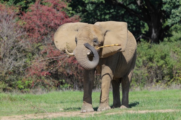 An elephant cow (Loxodonta africana) eats the bark off a branch. A forest can be seen in the background.. Captive