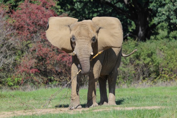 An elephant cow (Loxodonta africana) eats the bark off a branch. A forest can be seen in the background.. Captive