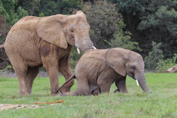 An adult female African elephant (Loxodonta africana) wrestles with her male calf until it falls in the meadow at the edge of the forest. Captive