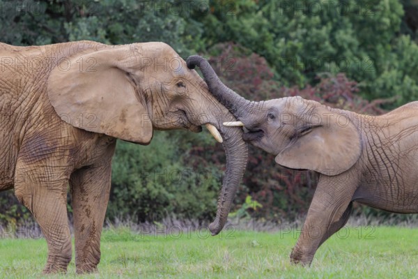 An adult female African elephant (Loxodonta africana) wrestles with her male calf on a meadow at the edge of a forest. Captive